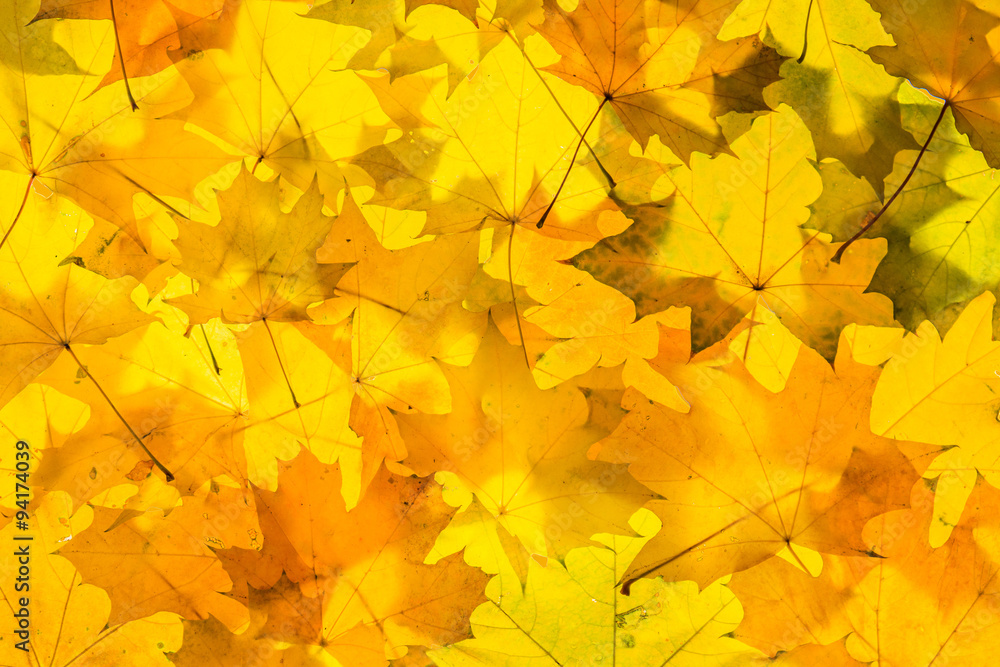 Fototapeta premium Gold maple leaves