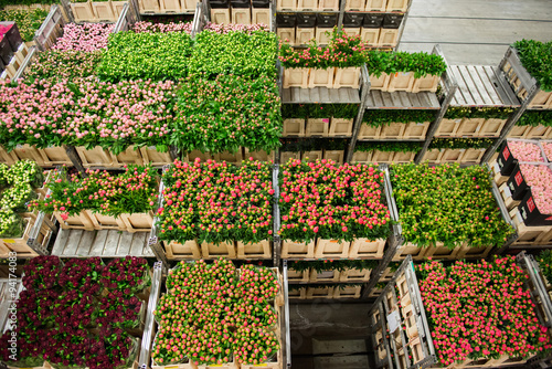 Fototapeta Naklejka Na Ścianę i Meble -  Flower market in Netherlands