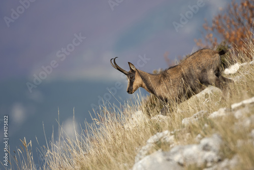 Apenninic chamois during the autumn