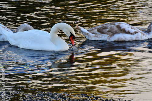 White mute swans (Cygnus olor) on the river