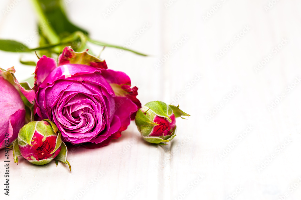 white rose flower on white wooden background. flowers white rose flower on white wooden background. flowers