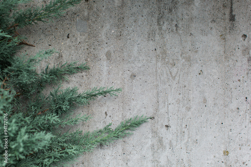Fotografia Evergreen conifer against a textured grey wall