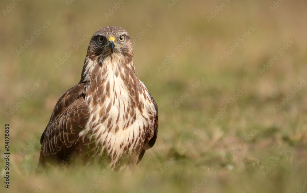 Common buzzard (Buteo buteo) Common buzzard (Buteo buteo)