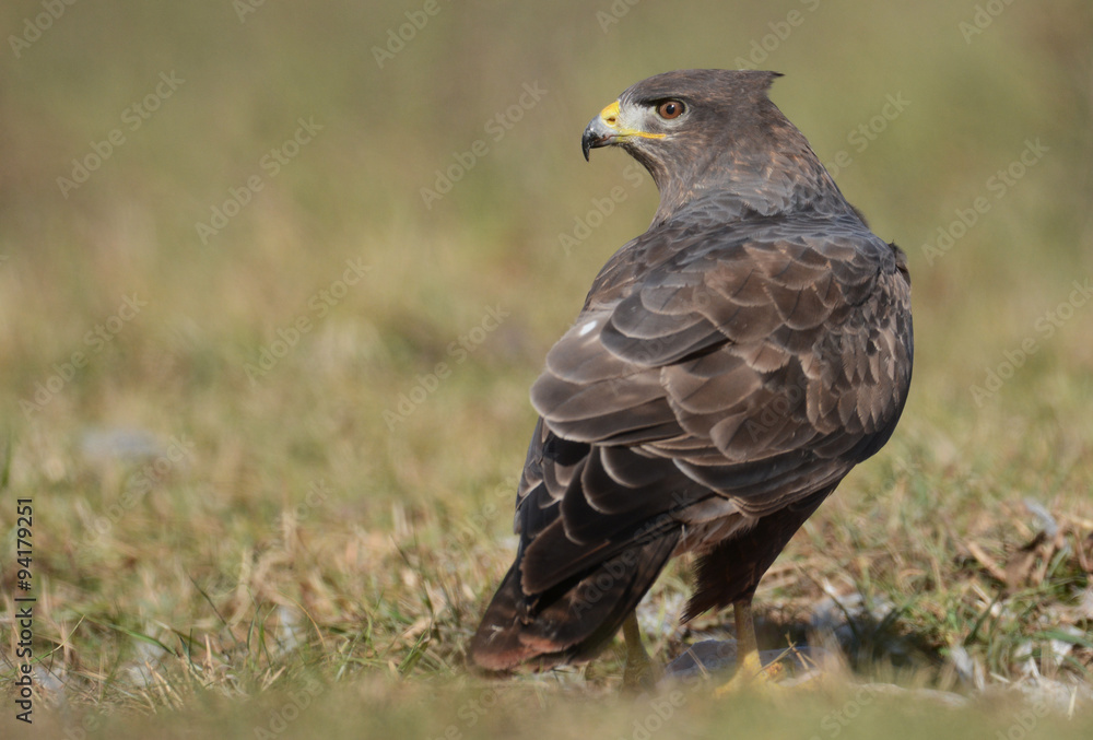 Common buzzard (Buteo buteo) Common buzzard (Buteo buteo)