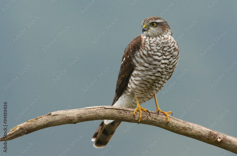 Eurasian sparrowhawk Eurasian sparrowhawk