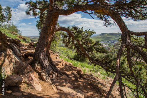 Path Shaded by a pine over looking golden Colorado © ricktravel