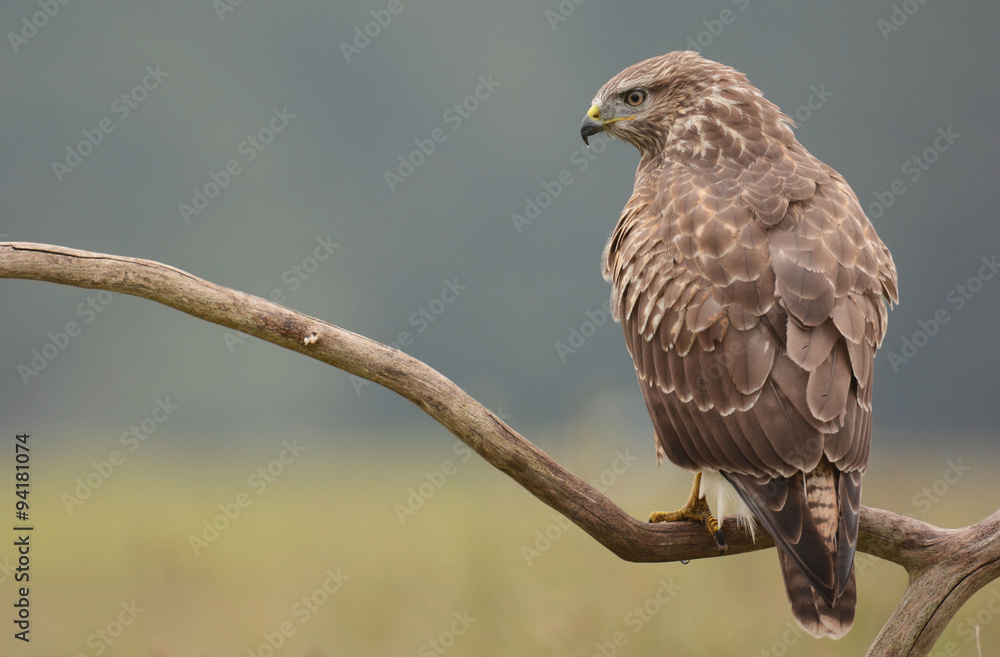 Common buzzard (buteo buteo) Common buzzard (buteo buteo)