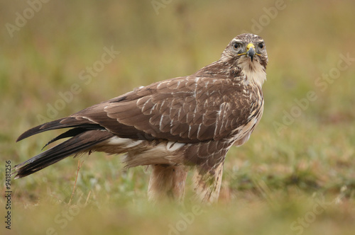 Common buzzard (buteo buteo)