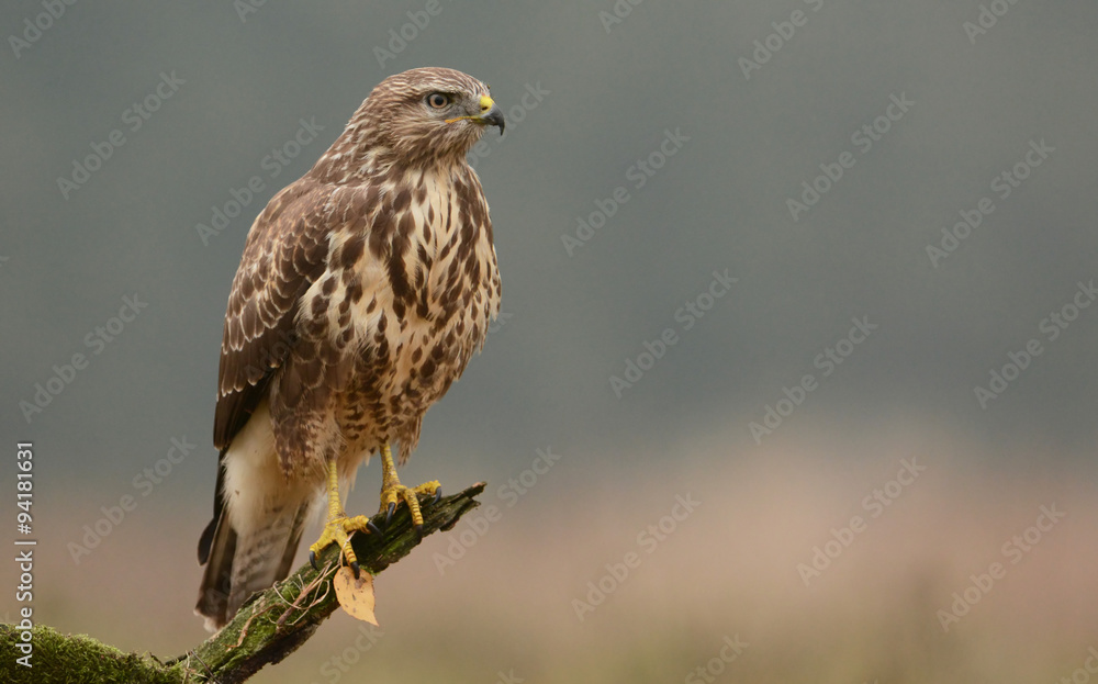 Common buzzard (buteo buteo) Common buzzard (buteo buteo)