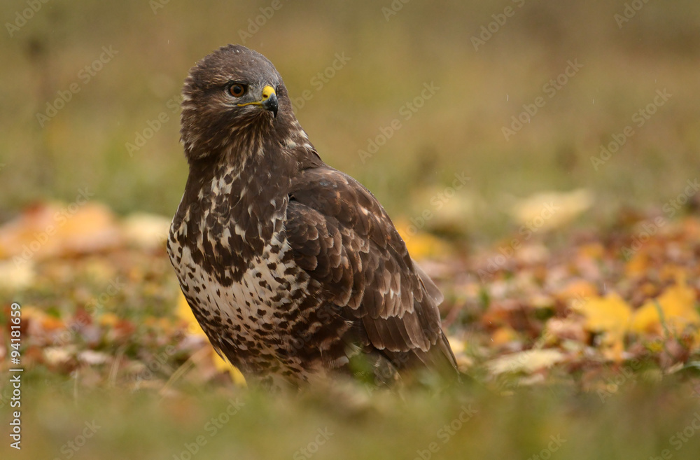 Common buzzard (buteo buteo) Common buzzard (buteo buteo)