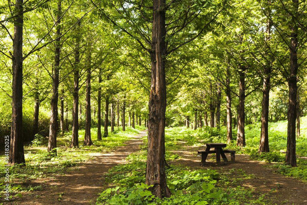 woodland path
