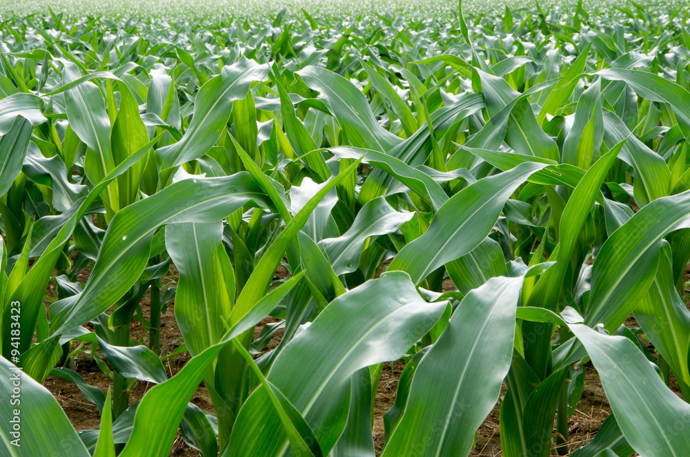 Obraz premium Cornfield