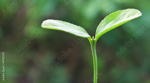 Wallpaper Mural plants are started emerging in abundance on the crack of the remains stumps. Torontodigital.ca