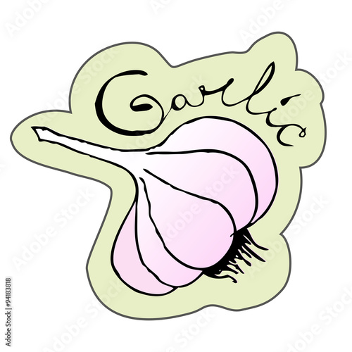 Vector illustration of garlic.