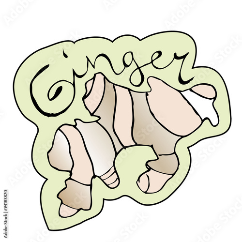 Vector illustration of a ginger root.