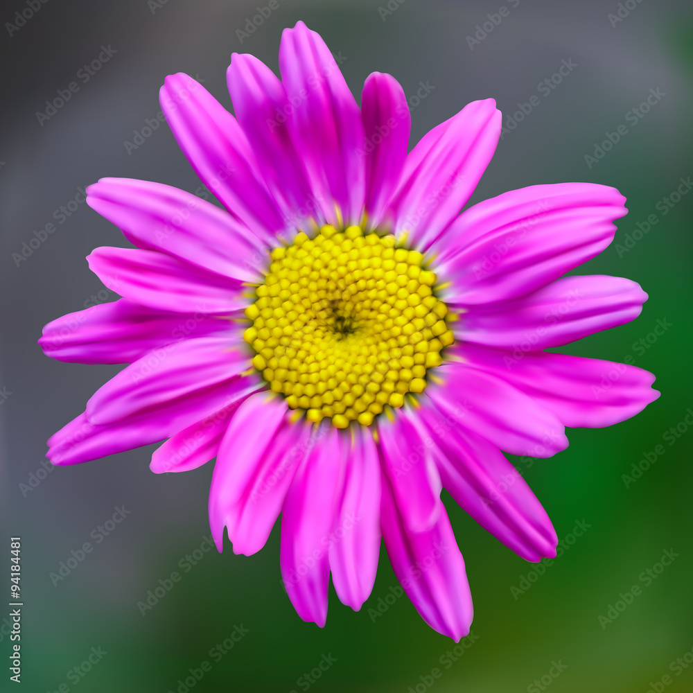 One purple daisy on a green background, vector illustration