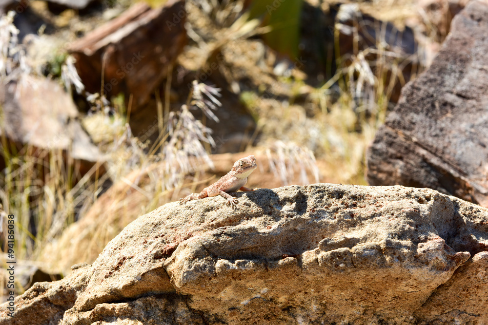 Mimetic lizard at Petrified Forest, Khorixas, Namibia Mimetic lizard at Petrified Forest, Khorixas, Namibia