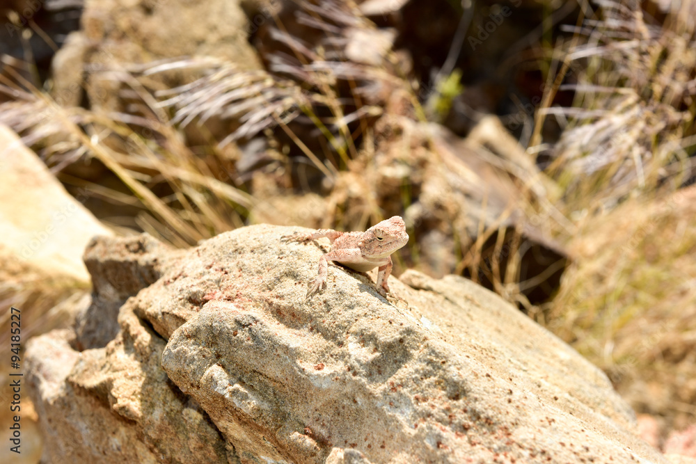 Mimetic lizard at Petrified Forest, Khorixas, Namibia Mimetic lizard at Petrified Forest, Khorixas, Namibia