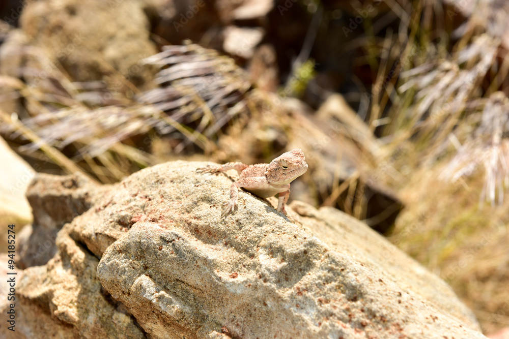 Mimetic lizard at Petrified Forest, Khorixas, Namibia Mimetic lizard at Petrified Forest, Khorixas, Namibia