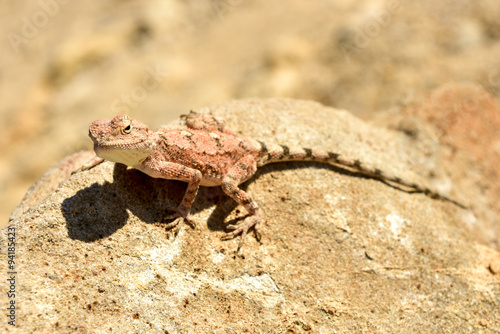 Mimetic lizard at Petrified Forest, Khorixas, Namibia photo