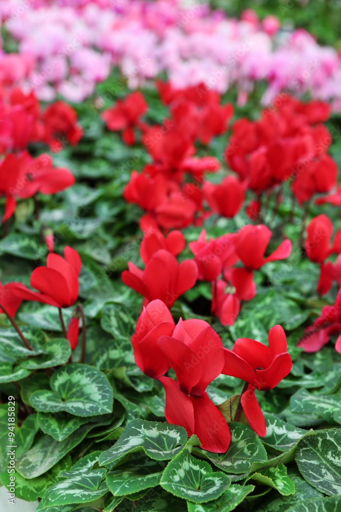 Obraz premium Winter flowers: cyclamen flowers in greenhouse, close-up