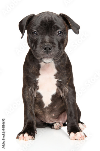Staffordshire bull terrier puppy © jagodka