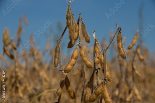 A stalk of soybeans ready for harvest.