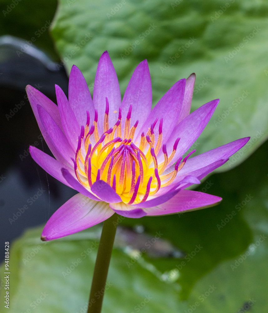 Beautiful Purple Lotus flower Beautiful Purple Lotus flower