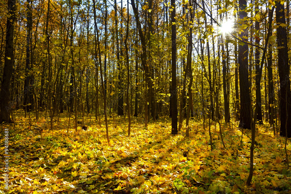 Sunlight in the autumn forest. Autumn landscape