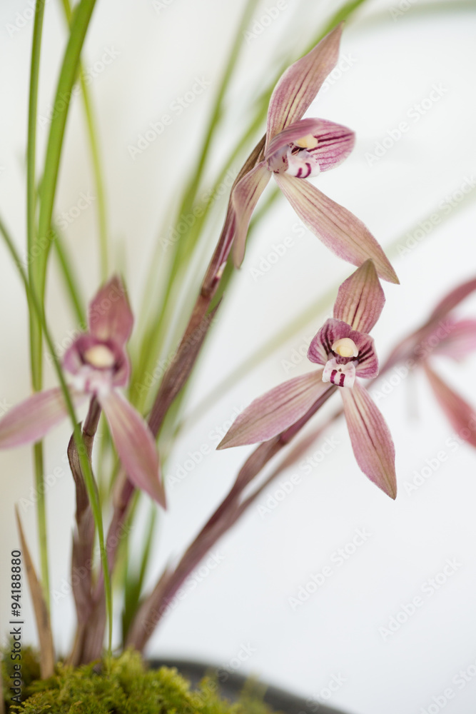 Fototapeta premium 台湾春蘭 呉鳳冠