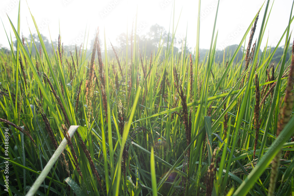Obraz premium Rice and rice spike