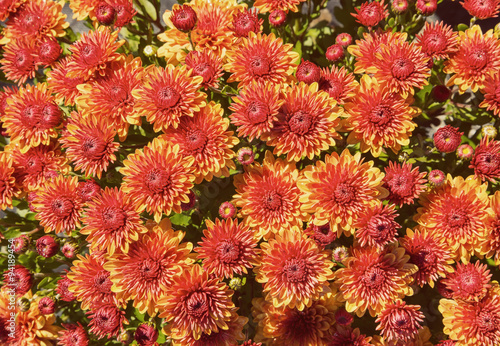 Autumn Mums or Chrysanthemums flower background