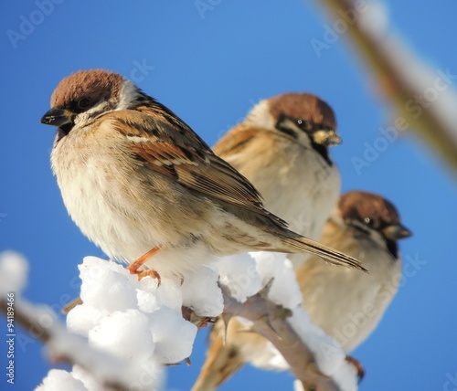 Sparrow  Passer montanus 