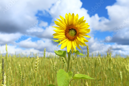 Sunflower against the sky