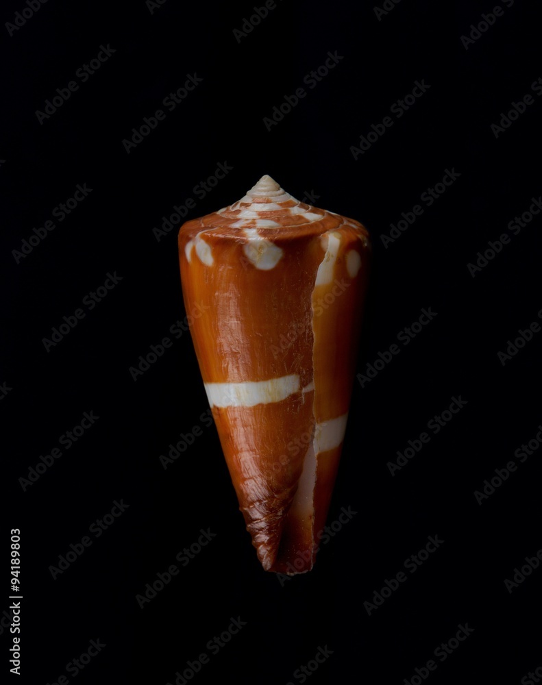 Obraz premium Seashell isolated in dark background