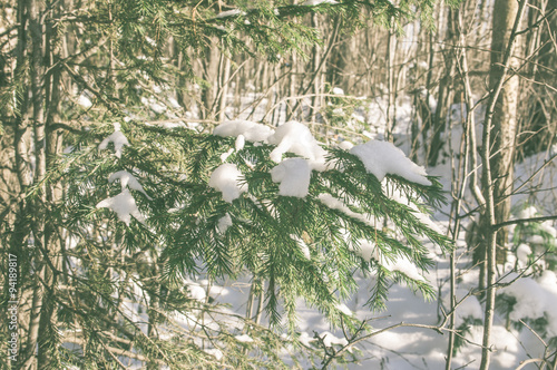 Winter forest in snow