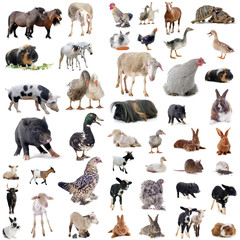 farm animals