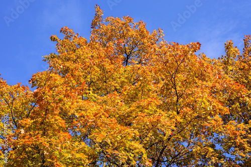 Beautiful yellow leaves on the tree against the blue sky.