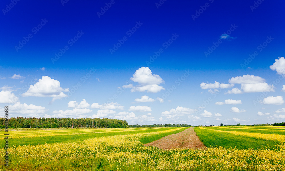 Spring summer background - rural road in green grass field meado