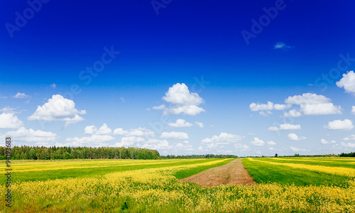 Spring summer background - rural road in green grass field meado