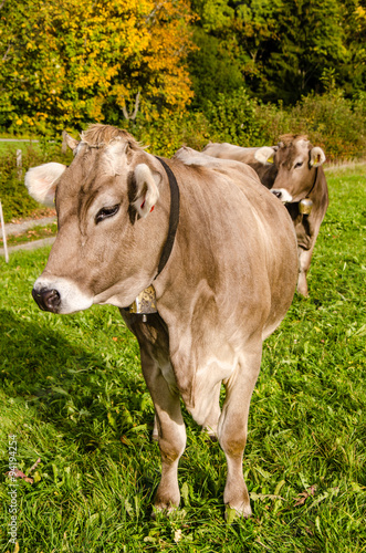 Braune Kühe im Herbst im Allgäu