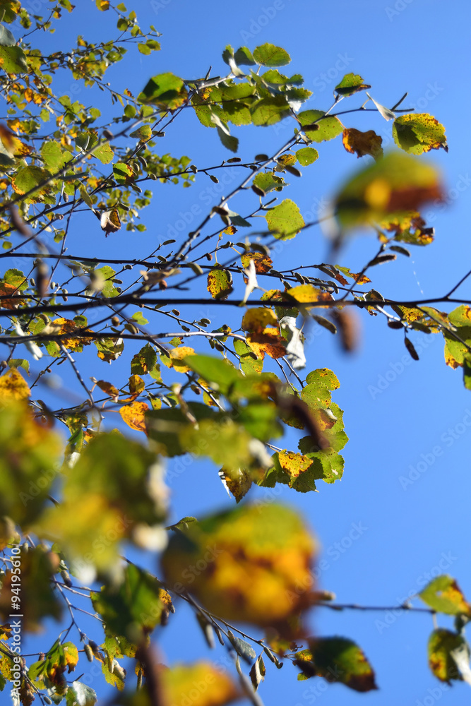 Herbstspaziergang Herbstspaziergang
