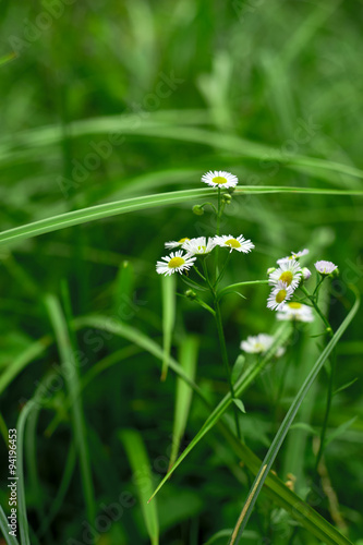 beautiful daisy on the grass background