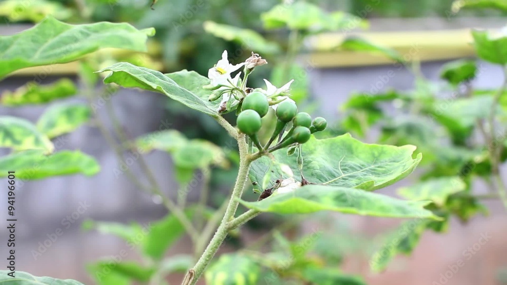 Turkey berry (Solanum torvum). herb, treatment of hyperactivity, colds and cough, pimples, skin diseases, and leprosy. Turkey berry (Solanum torvum). herb, treatment of hyperactivity, colds and cough, pimples, skin diseases, and leprosy.