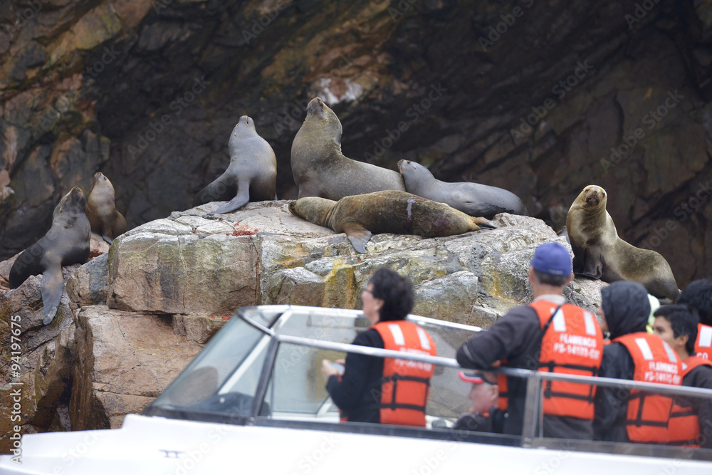 Fototapeta premium Leones marinos, Islas Ballestas, Perú