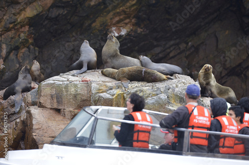 Fototapeta Naklejka Na Ścianę i Meble -  Leones marinos, Islas Ballestas, Perú