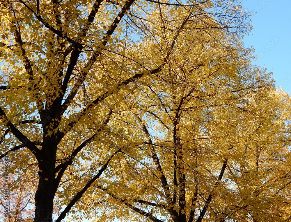 Obraz premium Bäume im Herbst