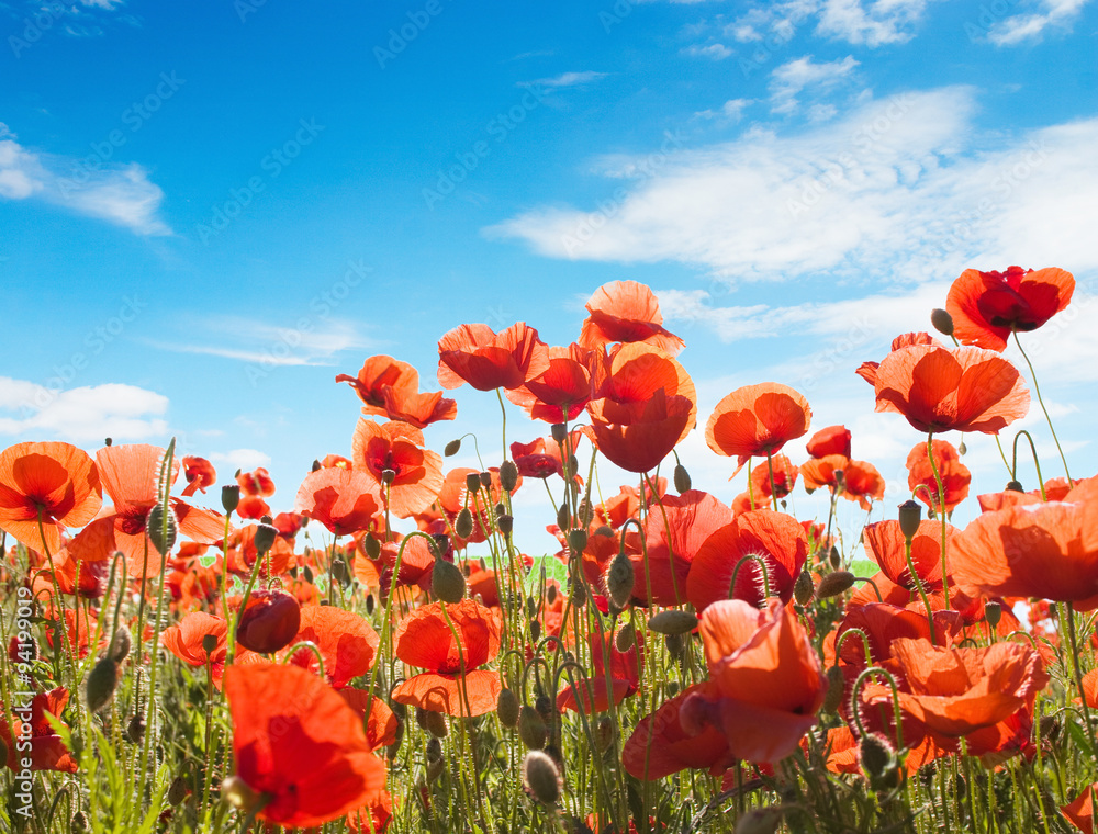 Fototapeta premium Red poppies on blue sky background