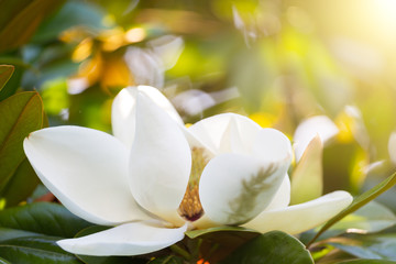 Keuken achterwand Magnolia Witte magnoliabloem close-up  © Shchipkova Elena