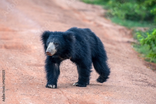 Foto Bear at Yala National park in Sri Lanka